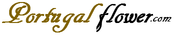 Portugalflower