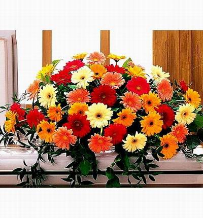 Assorted mix of Gerberas.