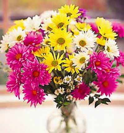 Mixed pink, yellow, white Chrysanthemums or Daisies and Montecasion