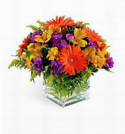 Bright orange Gerbera daisies and purple mini carnations are only slightly subdued by golden alstroemeria and solidago. Arranged in a clear glass cube vase.