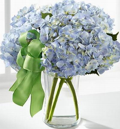 Hydrangeas