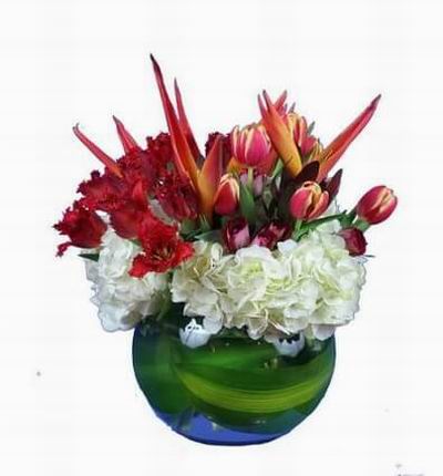 Birds of Paradise flower surrounded by Tulips, Hydrangea and fillers.