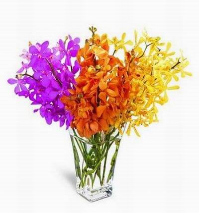 12 stems of exotic Mokara orchids in fuchsia, orange and yellow grace in glass vase.
