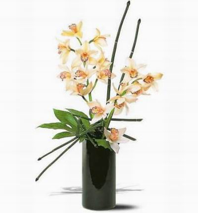 White miniature cymbidium orchids. Two miniature cymbidium orchid stems along with minimal foliage.