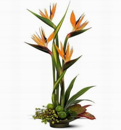 Four birds of paradise along with chinaberries limes and green leaves in a bowl.