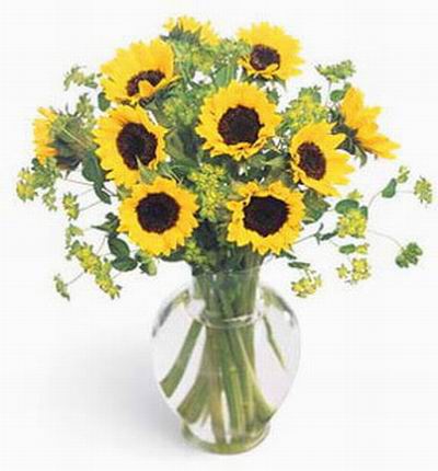 10 shiny sunflowers