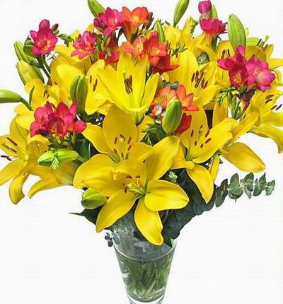 Fresh, simple, and stunning, our classic bouquet of Lilies, Freesia, and Eucalyptus is almost deceptively lovely, more impressive than the sum of its parts. A rich combination of colors, shapes, and scents, it's as intriguing as good perfume, slightly spi
