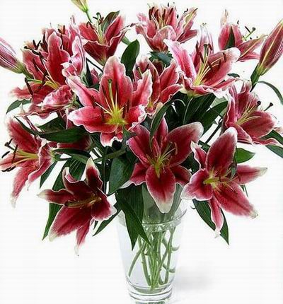 Intensely colored and intoxicatingly fragrant, our Cobra Lilies share a certain exotic drama with their namesake snake, though they've none of its venom. Like all Oriental Lilies, the Cobra Lily is blessed with a large and elegant flower; unlike the other