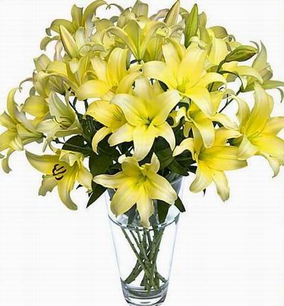 Yelloween Lilies