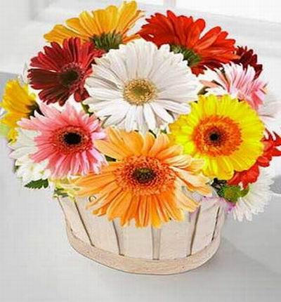 Multi-color Daisy or Chrysanthemums basket