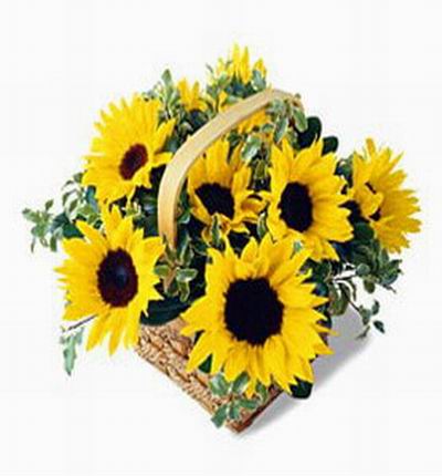 6 sunflowers in basket