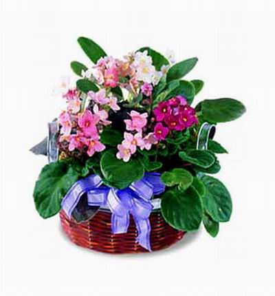 Centaury in cut basket