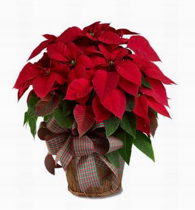 Red Poinsettia Plant