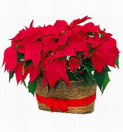 Two Poinsettia plants in one pot