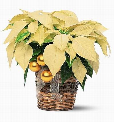 White Poinsettia Plant (please check first for availability)
