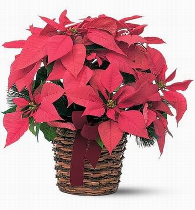 Pink Poinsettia Plant (please check first for availability)