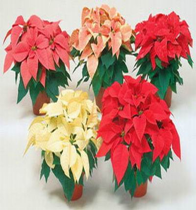 Group Red Poinsettia Plant in separate pots (Color may be all red depending on availability)