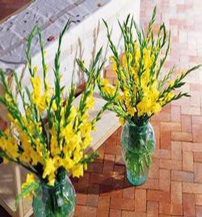 yellow gladiolas