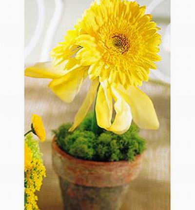 yellow Chrysanthemum in flower pot