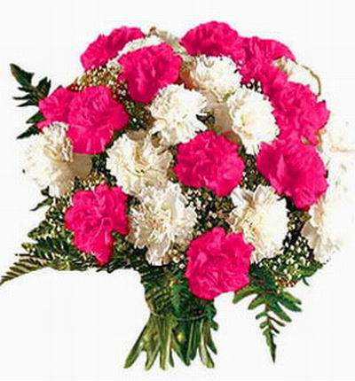 12 white & 12 pink Carnations and Baby Breat in clear crystal plastic wrapping