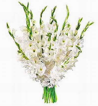 10 stems of white gladiolus in clear crystal plastic wrapping