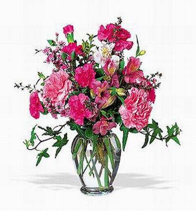 Beauty Carnations