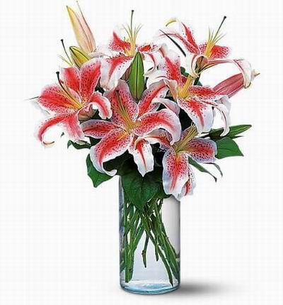 6 pink Lily buds in vase