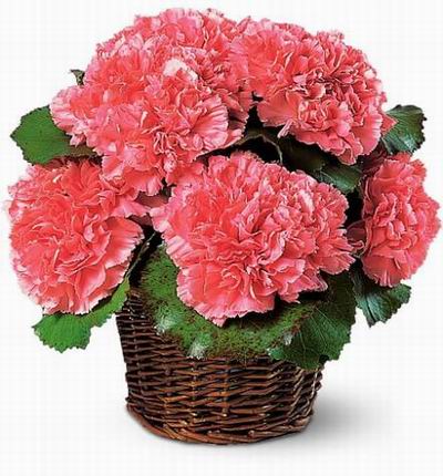 8 red Carnations in basket