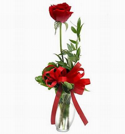 Single Vased Rose