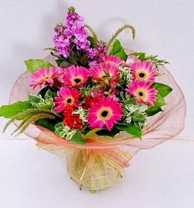 8 pink Chrysanthemums,3 Violet and Stock mix in premium wrapping
