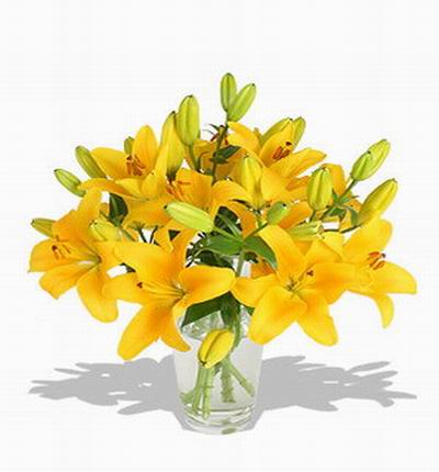 6 stems of yellow Lilies.