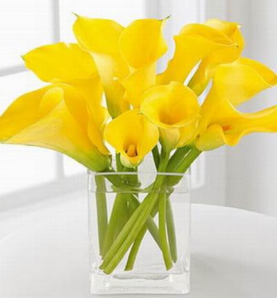 10 yellow Calla Lilies.