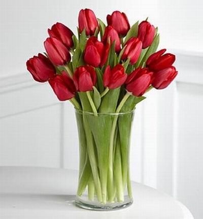 15 elegant red tulips.