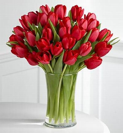 30 elegant red tulips.
