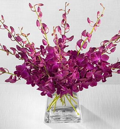 Violet Orchids