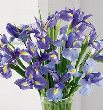15 stems of Iris.