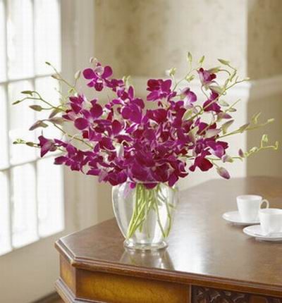 15 long-lasting, deep purple Dendrobium orchids.