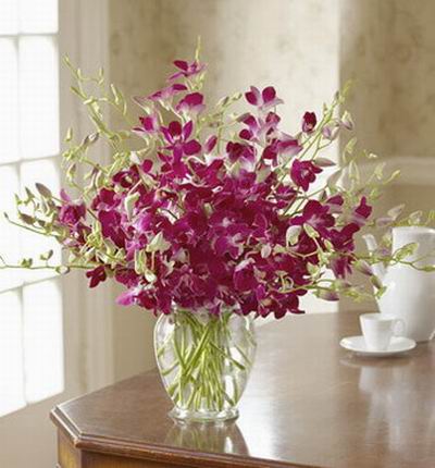 30 long-lasting, deep purple Dendrobium orchids.