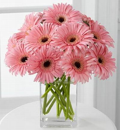 12 pink Daisies