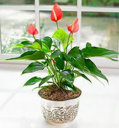 Anthurium plant