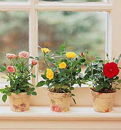 Pink,red,yellow Rose in 3 flower pots
