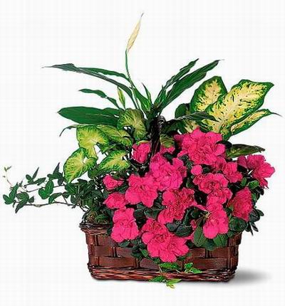 Garden floral mix with one Anthurium.