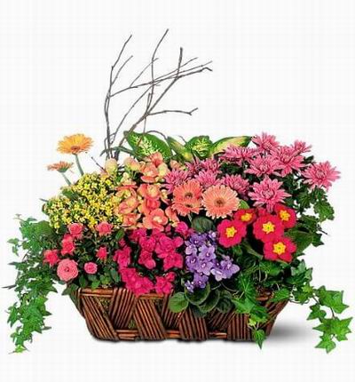 Mix of flowers in basket.
