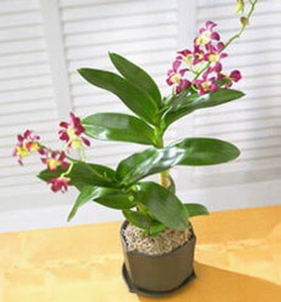 Thailand Orchids