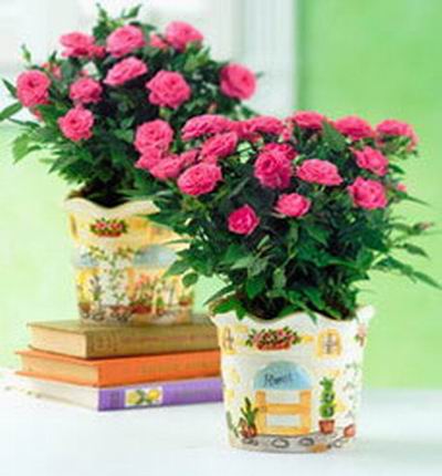 1 Pink Rose plants (If plant is unavailable, cut roses  will be substituted)