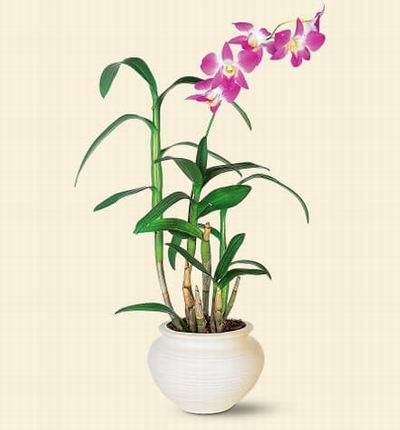 Dendrobium Orchid