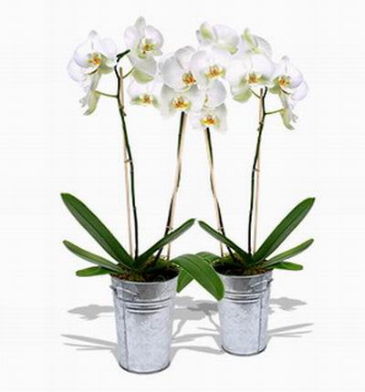 Double white Orchids.
