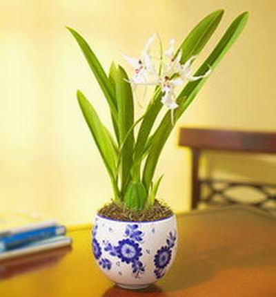 Daffadilly's Lily in pot (If plant is unavailable, orchids  will be substituted)