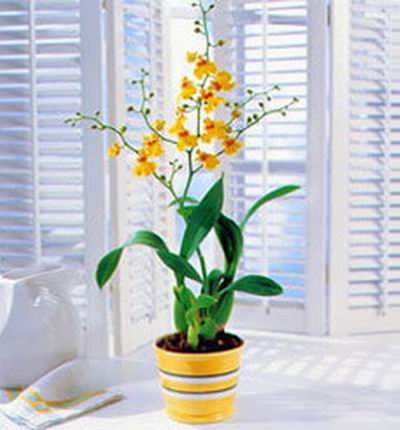 Dance Orchis in pot (If plant is unavailable, orchids  will be substituted)