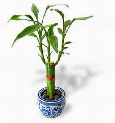 Lucky Bamboo Plant